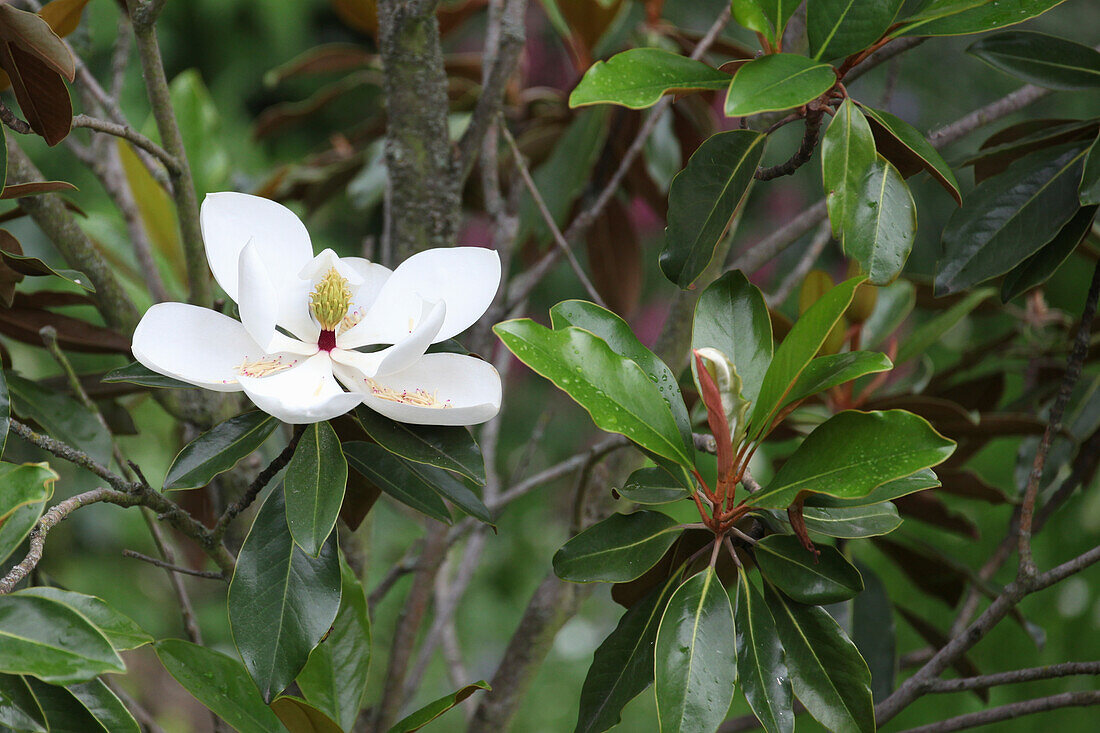 Blüte der immergrünen Sommermagnolie