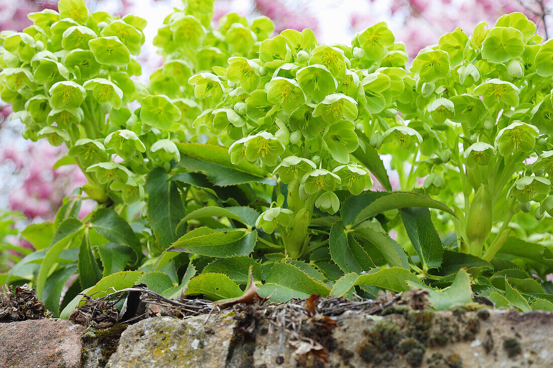 Corsican hellebore (Helleborus niger), Christmas roses, green flowers in the border