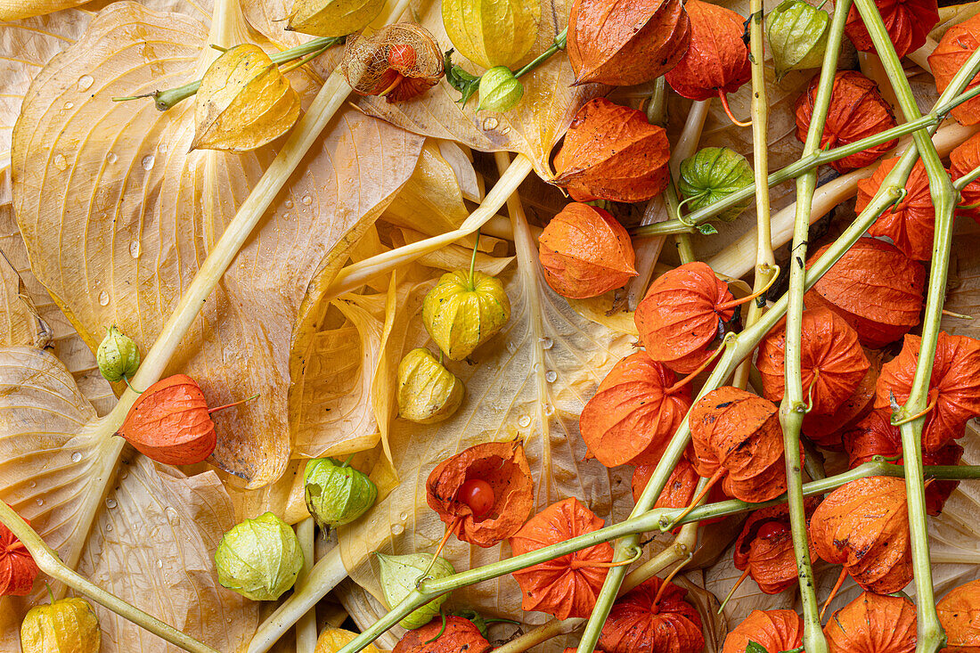 Herbstliche Lampionblumen (Physalis alkekengi), getrocknete Blüten und Zweige, Portrait