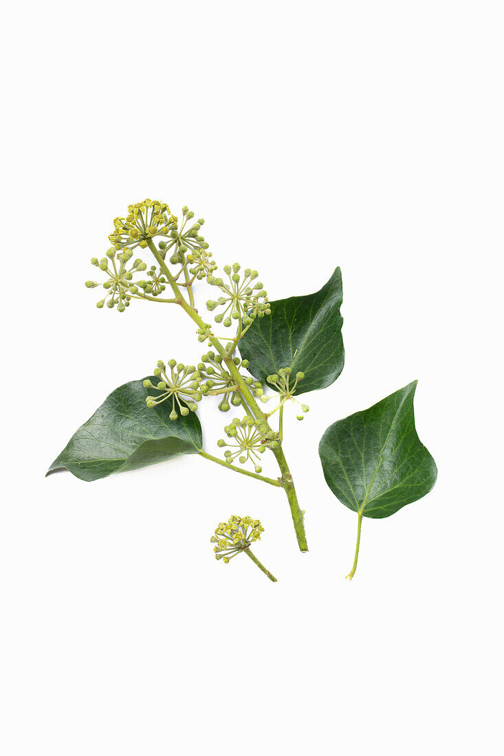 Ivy flower (Hedera helix) on a white background