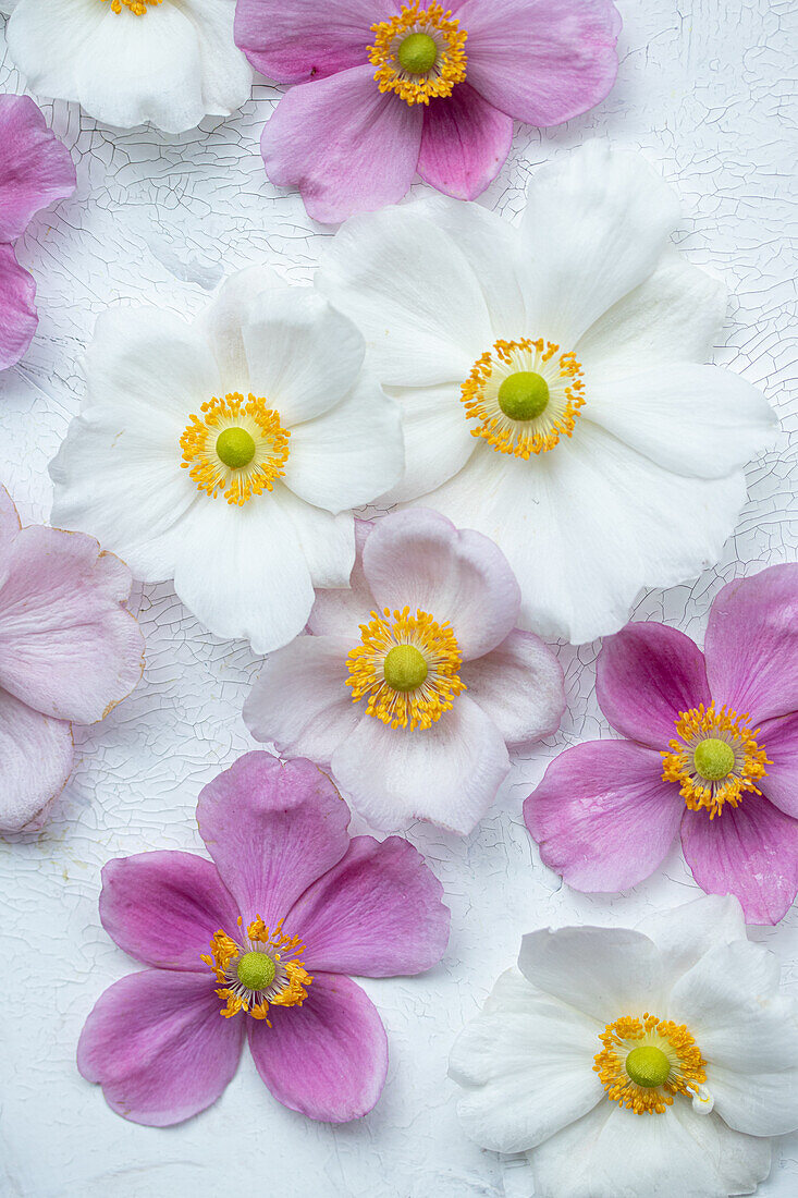 Flowers of autumn anemone (Anemone hupehensis) on a light background