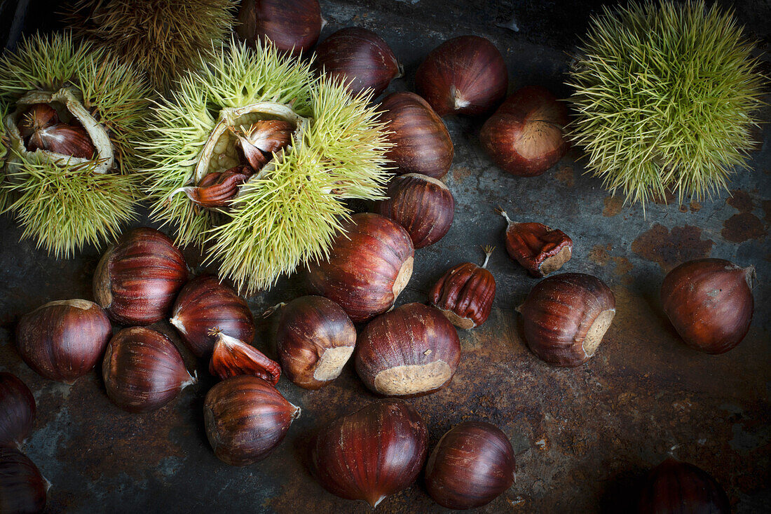 Sweet chestnuts (Castanea sativa) with and without spiny skin on a dark background