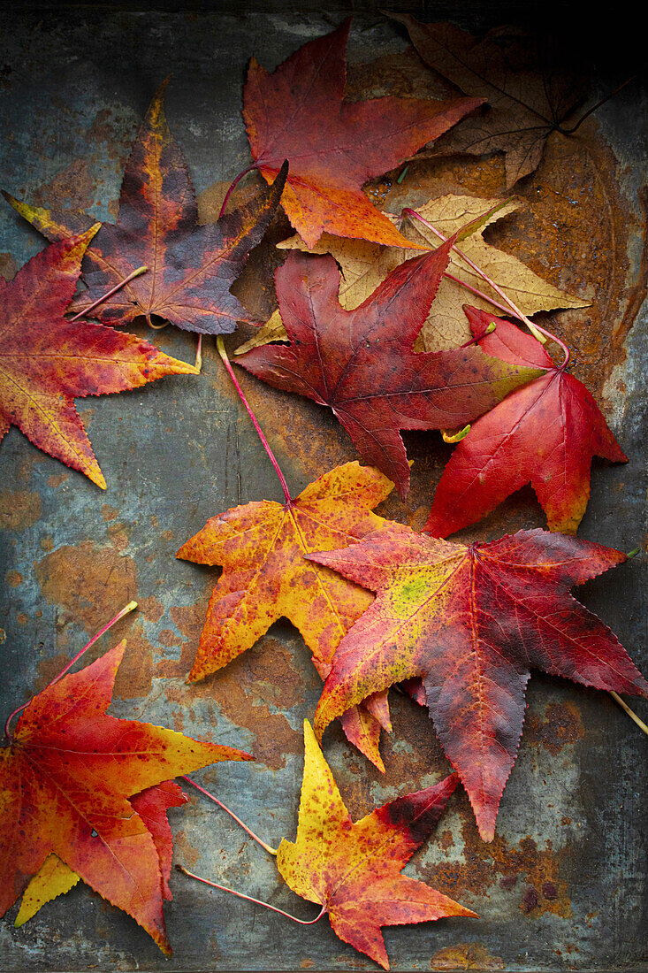 Amber tree (Liquidambar styraciflua) - leaves in autumn colors on a rusty background