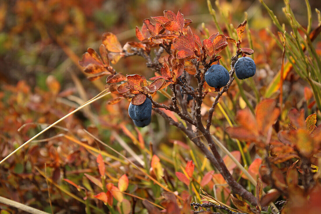 Bilberry (Vaccinium galtherioides), blueberry, in autumn colour, Valais, Switzerland