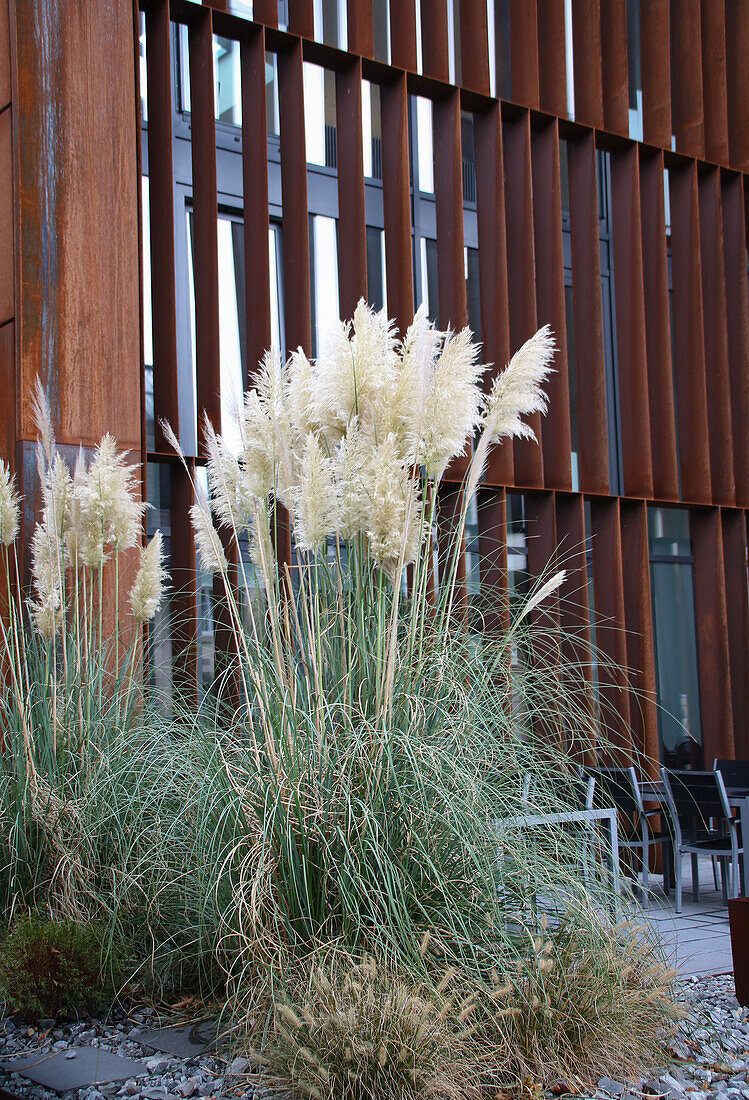 Planting with pampas grass (Cortaderia selloana) in front of a modern façade in autumn