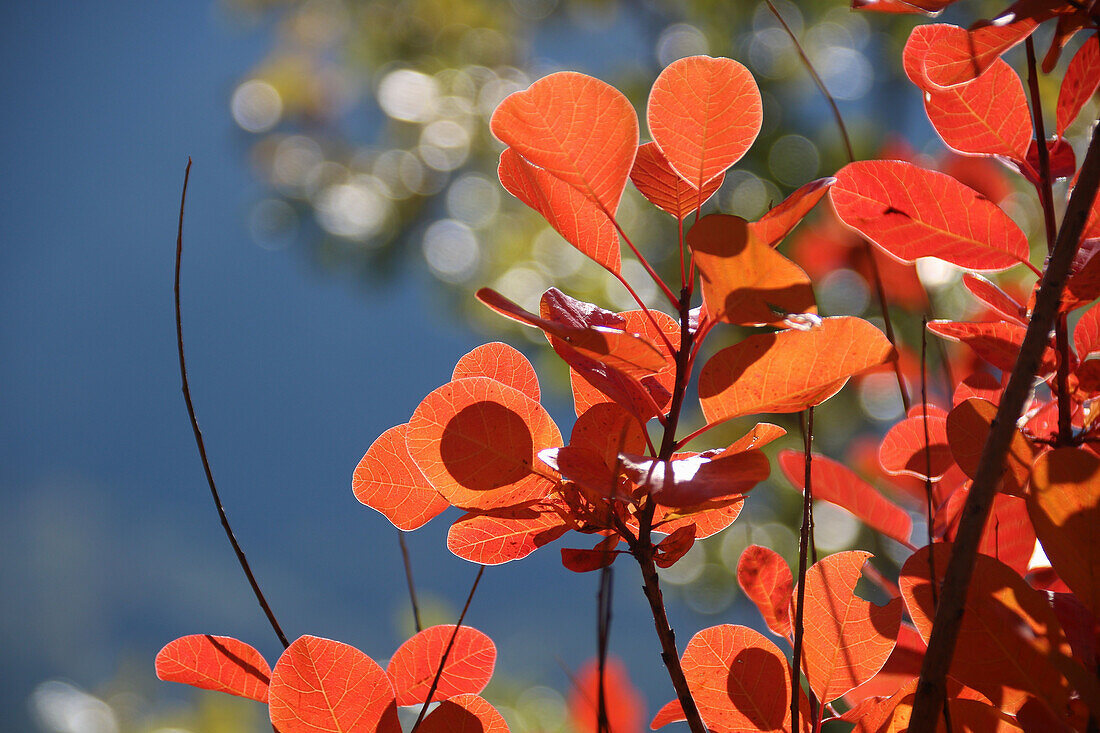 Bright red leaves of the wig shrub (Cotinus coggyria) in autumn