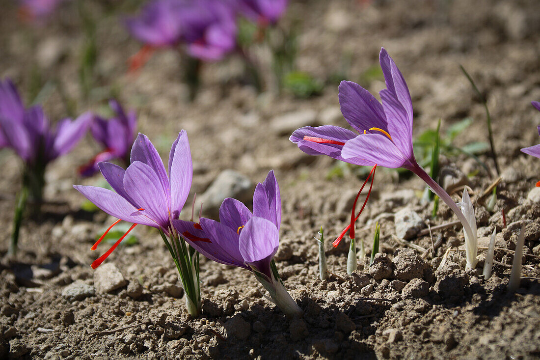 Saffron (Crocus sativus) in full bloom in a field in Switzerland, close-up