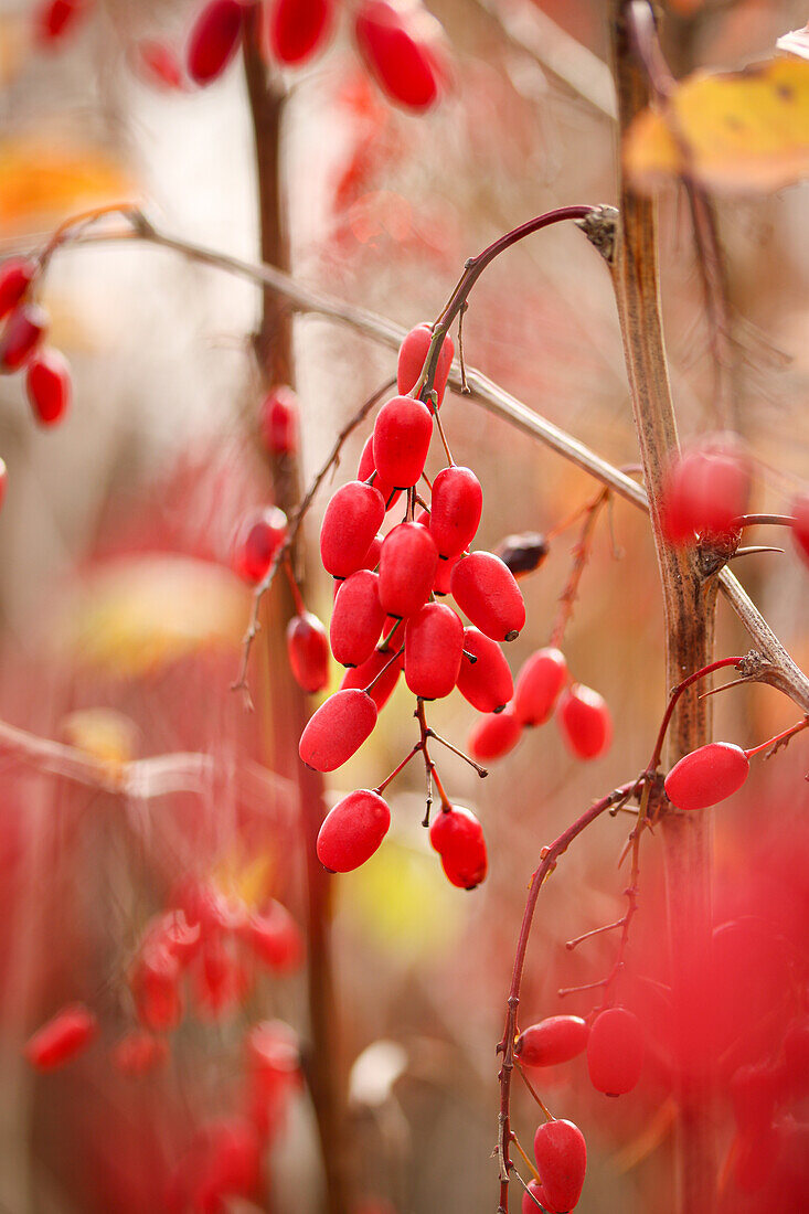 Früchte der Gewöhnlichen Berberitze (Berberis vulgaris) im Herbst, Portrait