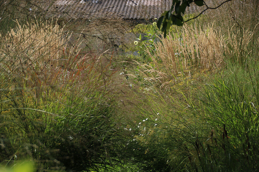 Wilder Gräsergarten mit verschiedenen Ziergräsern im Sommer