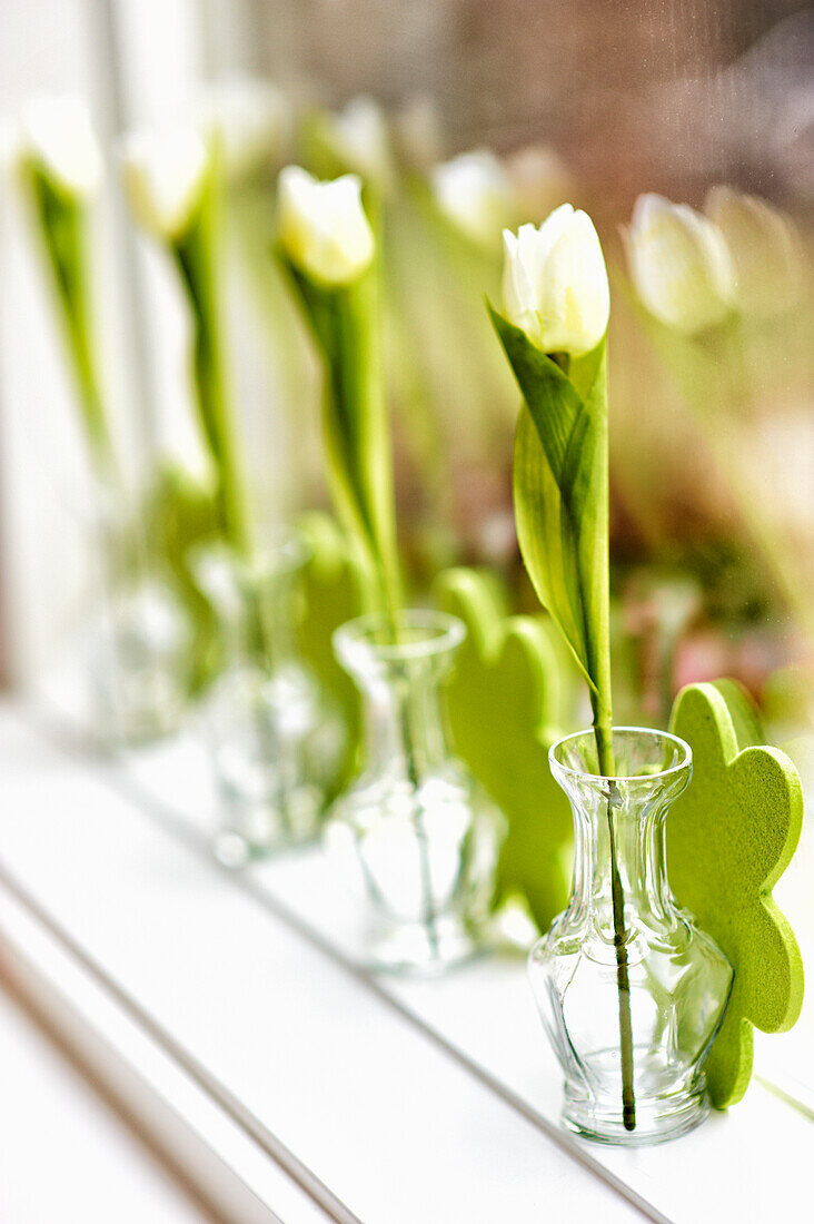 White tulips (Tulipa) in narrow glass vases on windowsill