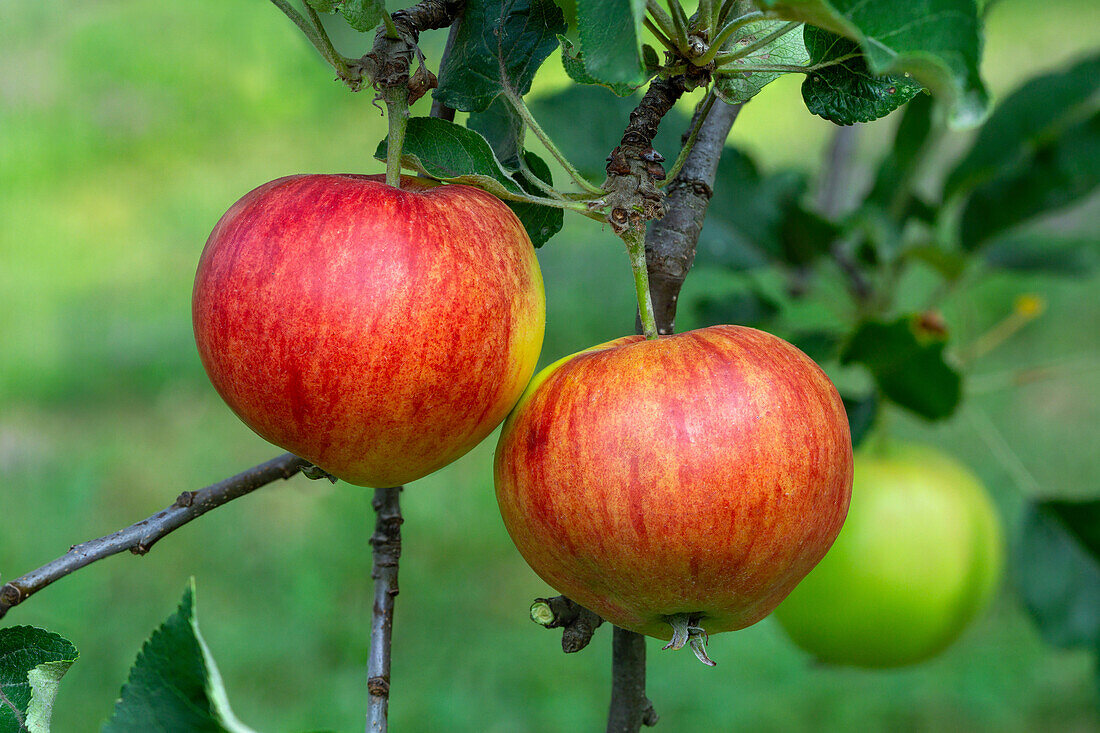 Close up von zwei reifen Äpfeln am Apfelbaum (Malus domestica)