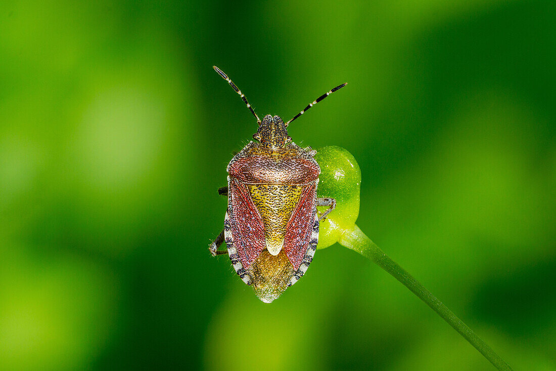 Close up einer Beerenwanze (Dolycoris baccarum) auf einer Knospe