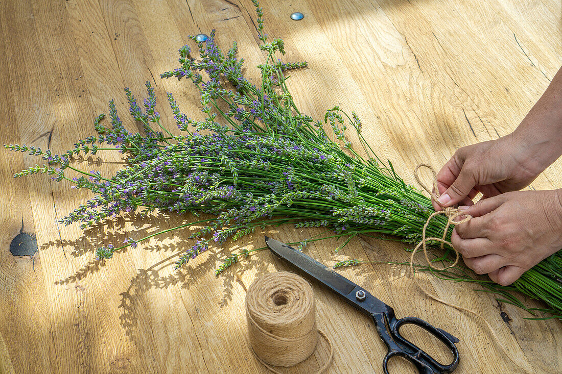 Lavendelblüten zusammenbinden (Lavandula)