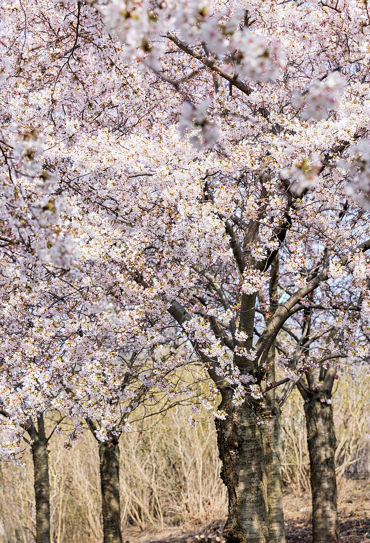 Blühende Zierkirsche (Prunus), Kirschbäume am Wegesrand