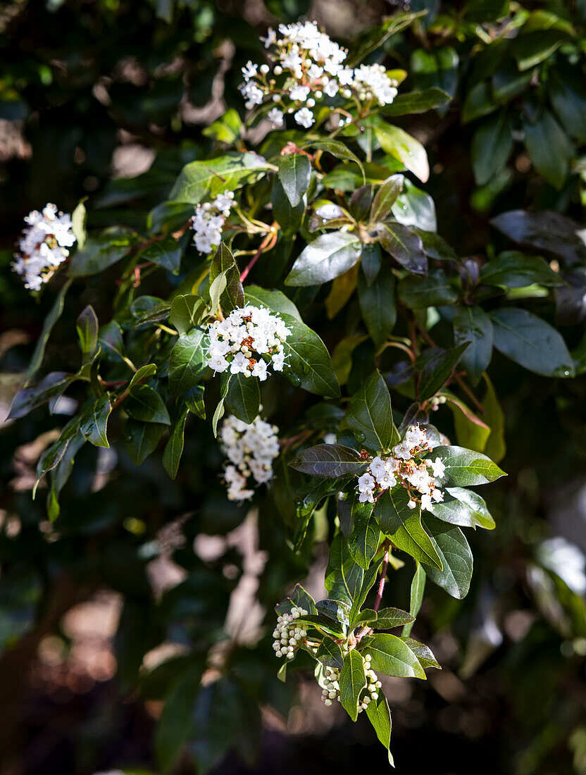 Laurel-leaved snowball, flowering (Viburnum tinus), portrait