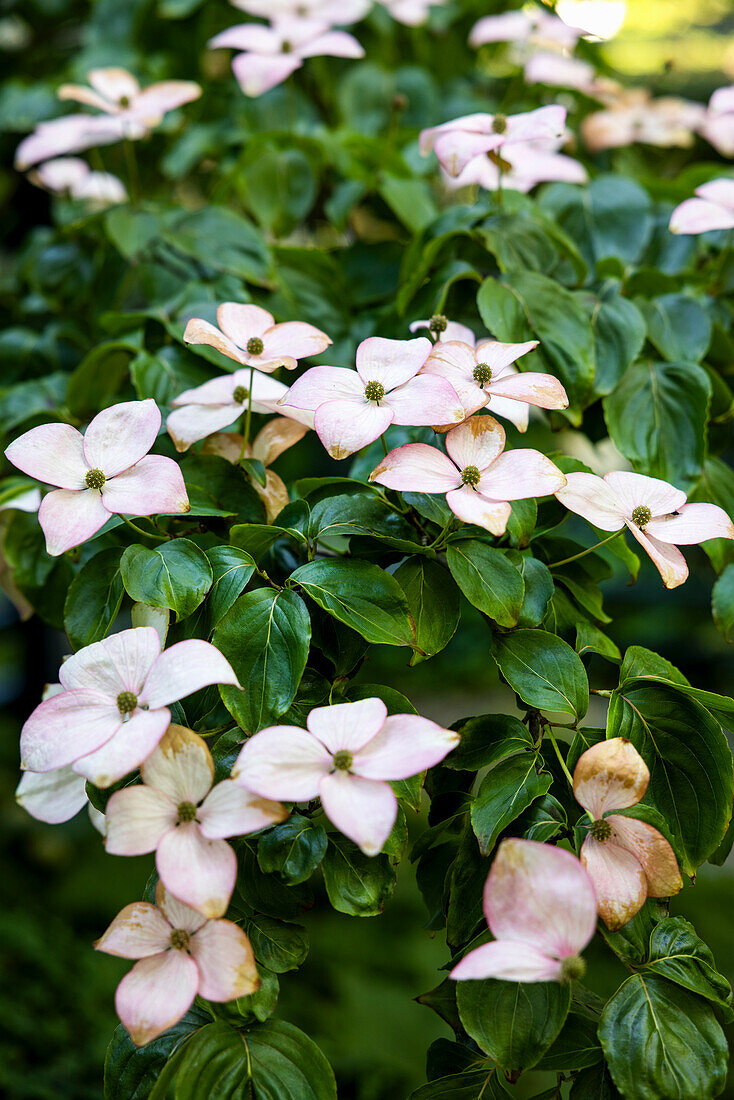 Asian flowering dogwood, flowering (Cornus kousa), portrait