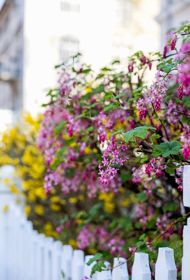 Flowering blood currant (Ribes sanguineum)