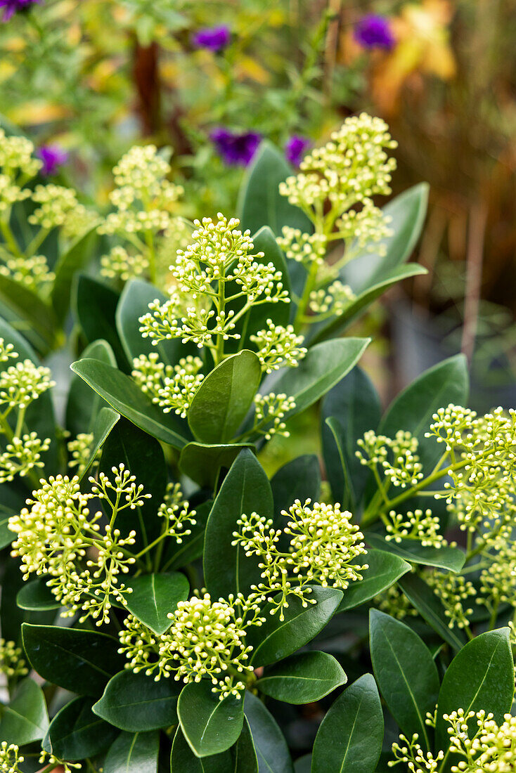 Weiß blühende Skimmien (Skimmia) im Garten