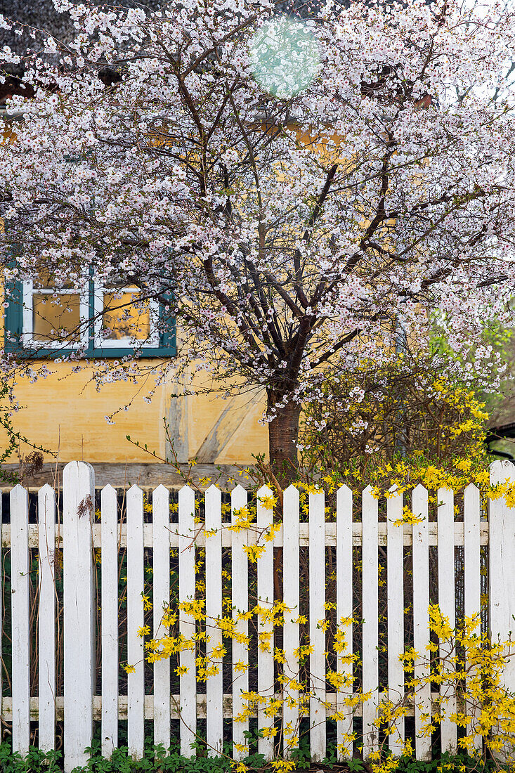 Flowering forsythia (Forsythia) and flowering fruit tree