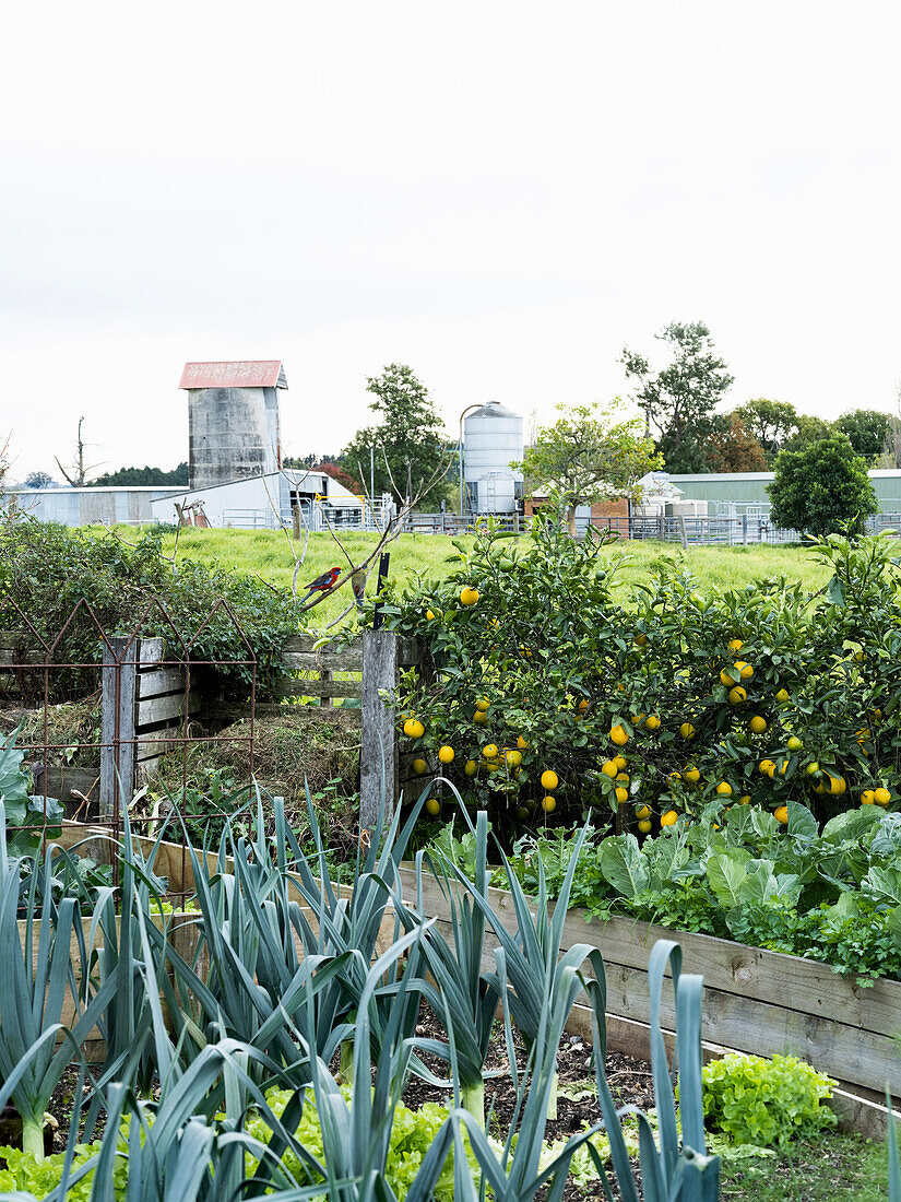 Gemüsegarten mit Lauch, Kohl und Zitronenbäumen