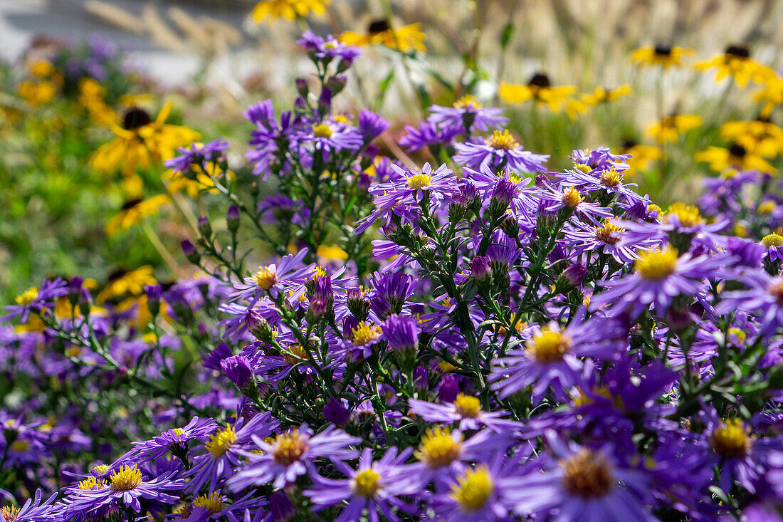 Astern (Asteraceae) und Sonnenhut (Echinacea) im herbstlichen Garten