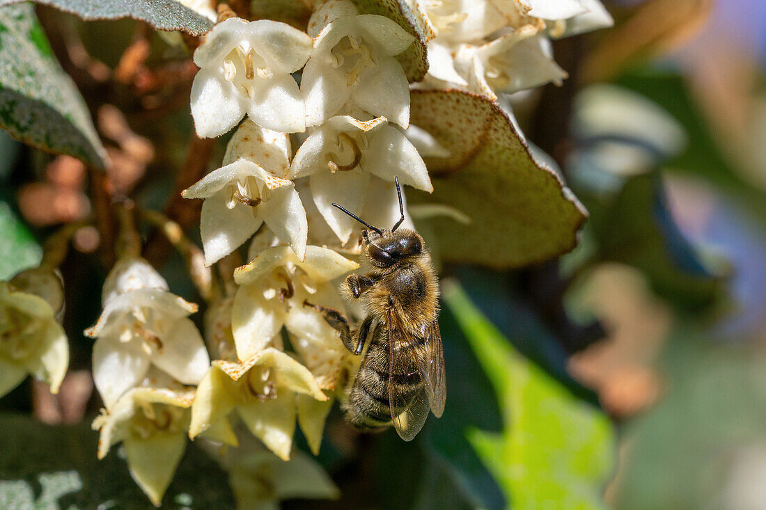 Biene an Blüten der Ölweide (Elaeagnus) im Garten