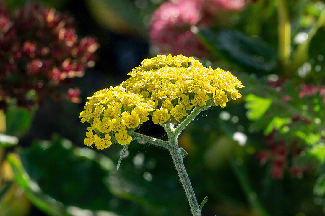 Yellow yarrow (Achilla) in the garden