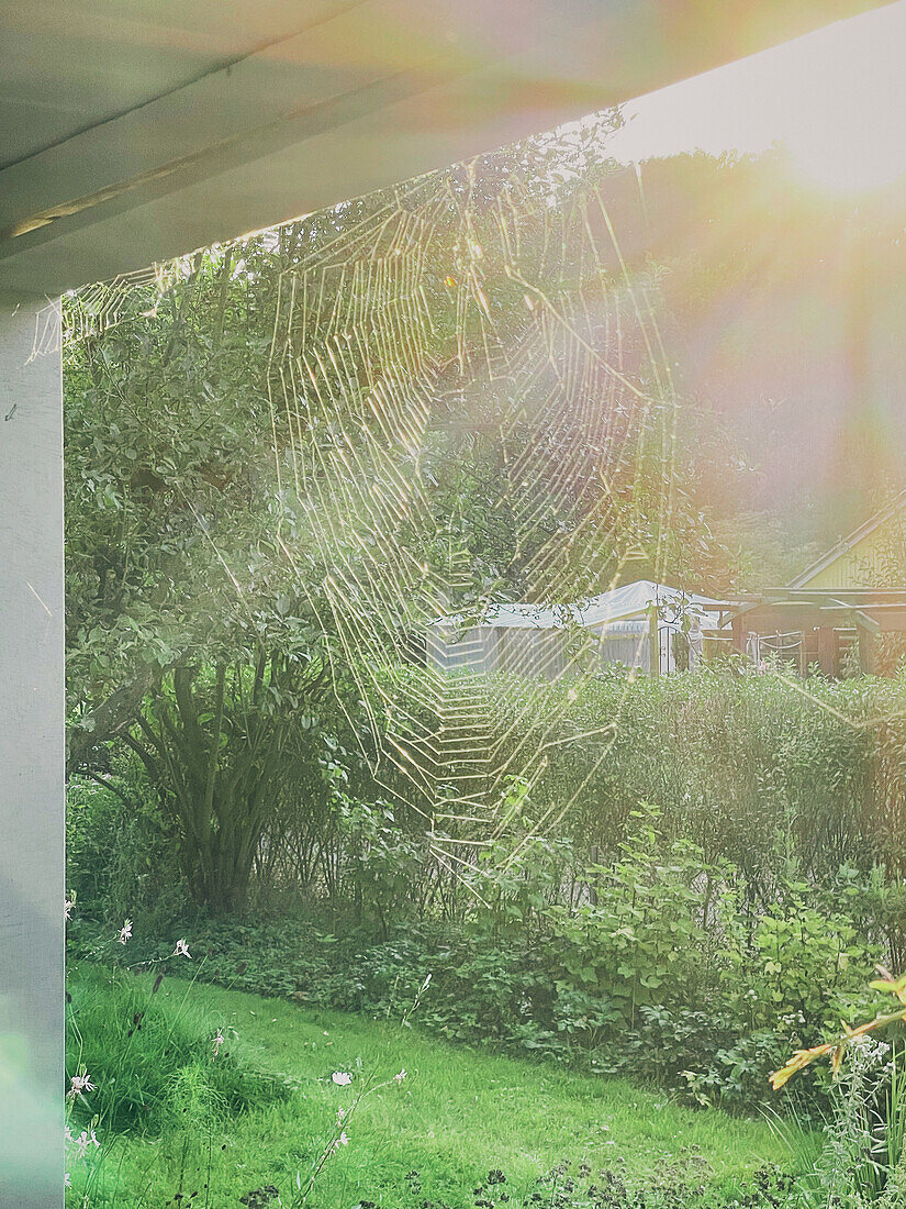 Spinnennetz im Morgensonnenlicht im Garten