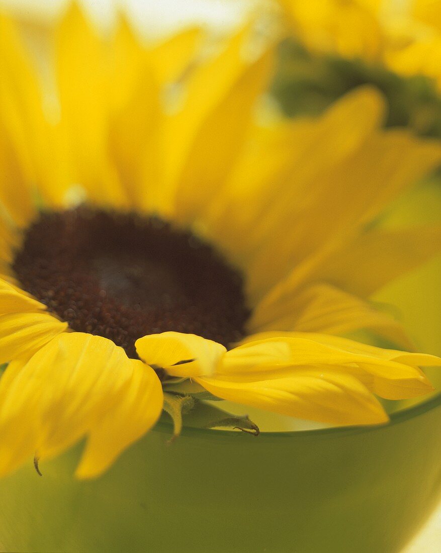 Sunflower; Closeup