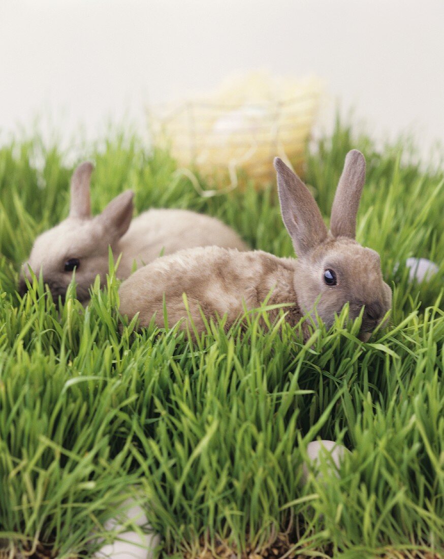 Osterhasen (lebende Kaninchen) und Eier im Gras