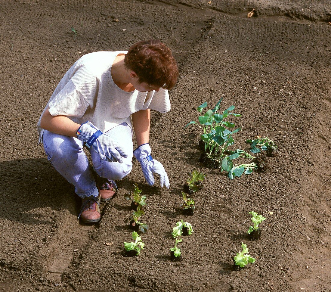 Woman planting out young plants