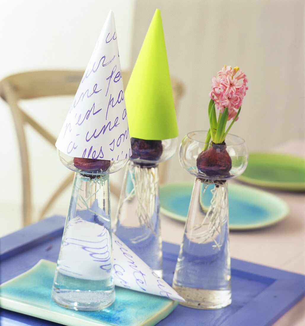 Hyacinths as table decoration