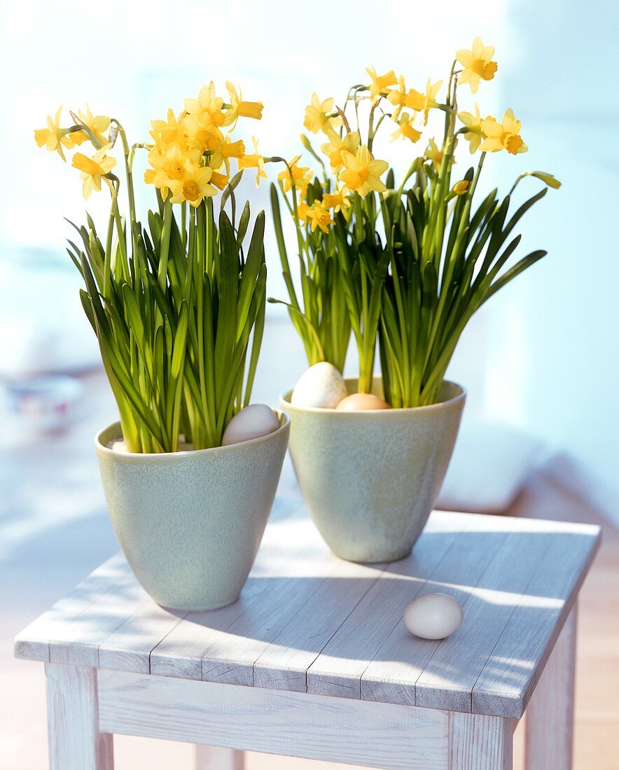 Narcissi in flowerpots surrounded by eggs