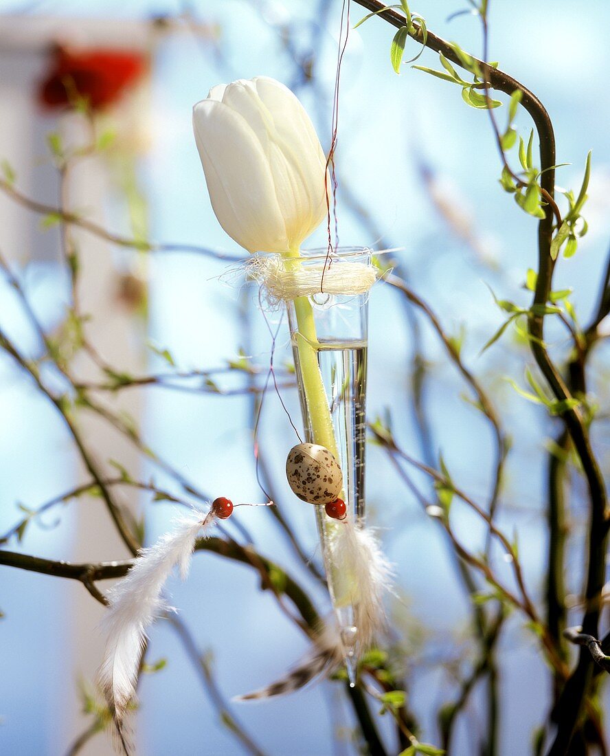 White tulip in hanging vase on Easter tree