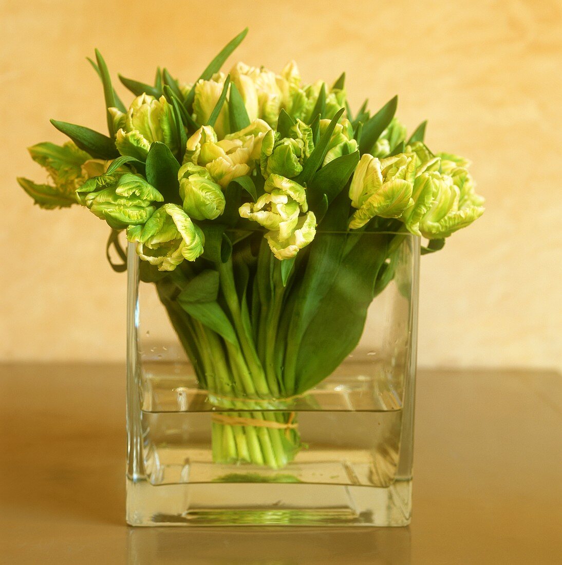 weiße Tulpen in einem Glasbehälter