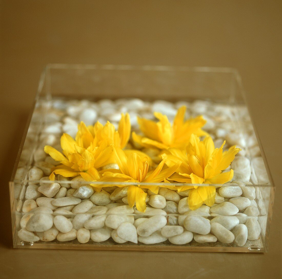 Gelbe Blüten mit Steinen im Glasbehälter
