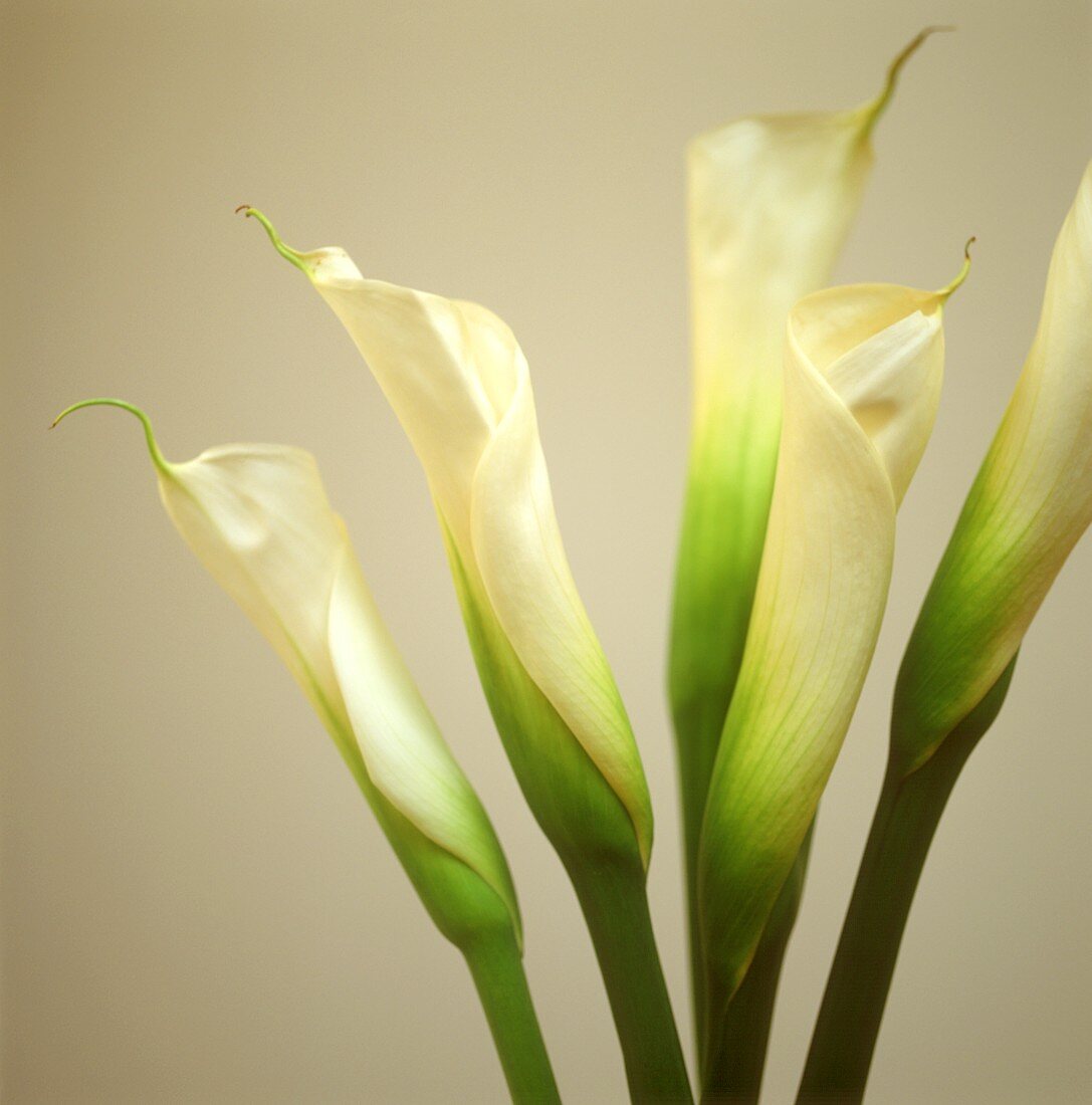 Callas (Arum Lillies)