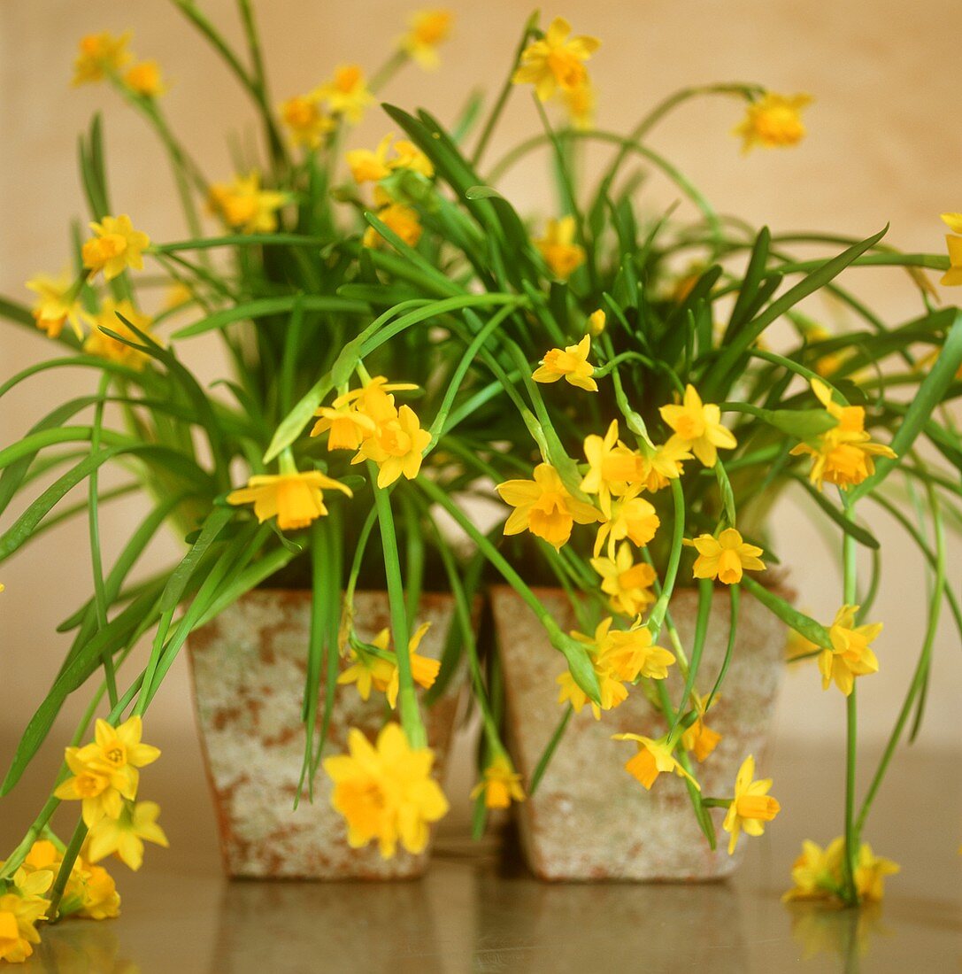 Daffodils in flowerpots