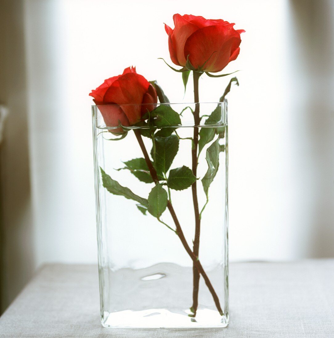 Zwei rote Rosen in einer Glasvase