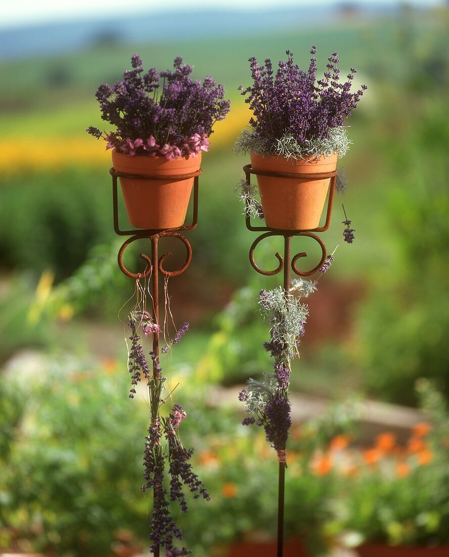 Zwei Töpfe Lavendel auf Blumenständern im Garten