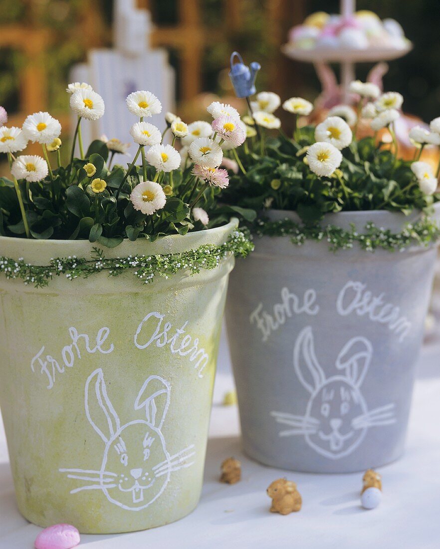Two pots of daisies with the words 'Frohe Ostern' (Happy Easter)
