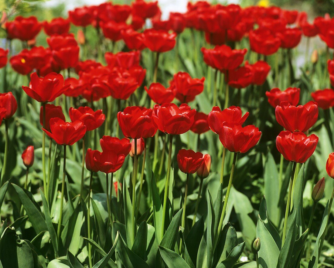 Red tulips in a flower bed