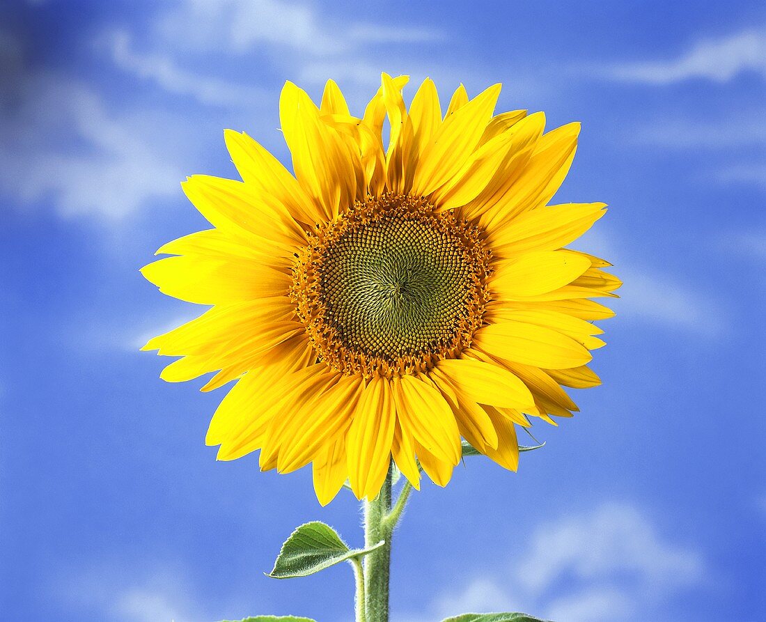 Sunflower against blue background