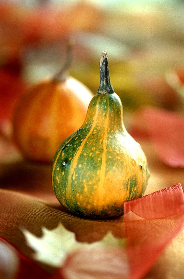 Ornamental squashes as table decoration