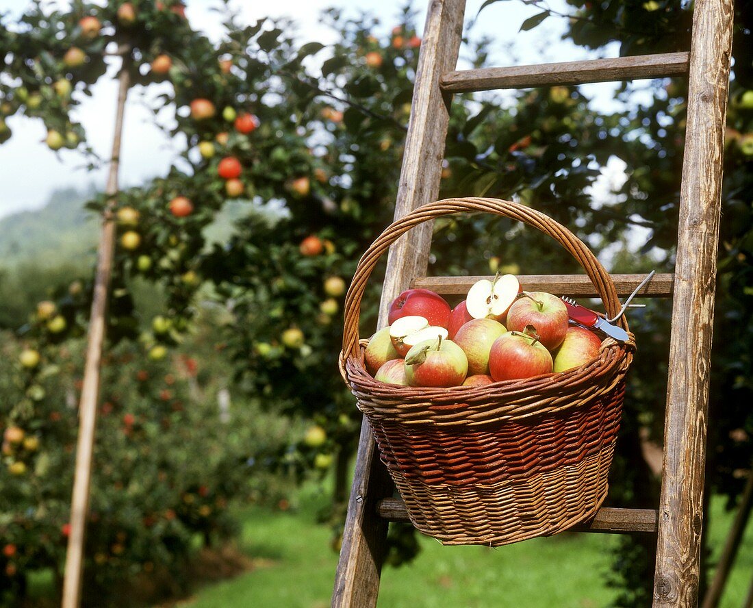 Freshly picked apples in basket