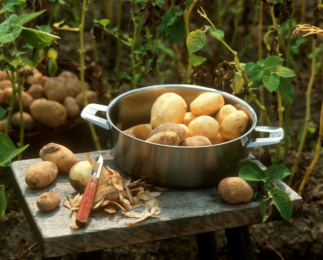 Peeled and unpeeled potatoes in a pan in garden