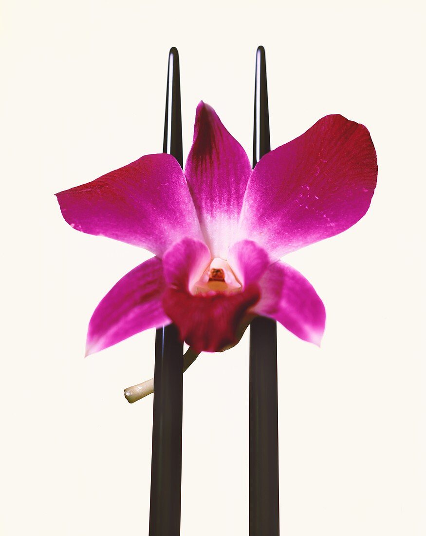 Purple orchid on chopsticks, white background