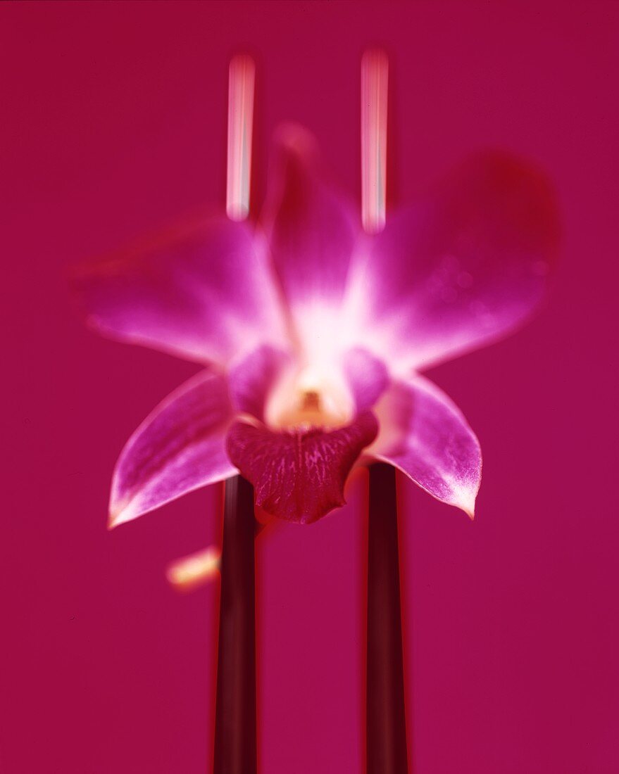 Pinkfarbene Orchideenblüte (Phalaenopsis) als Tischdeko