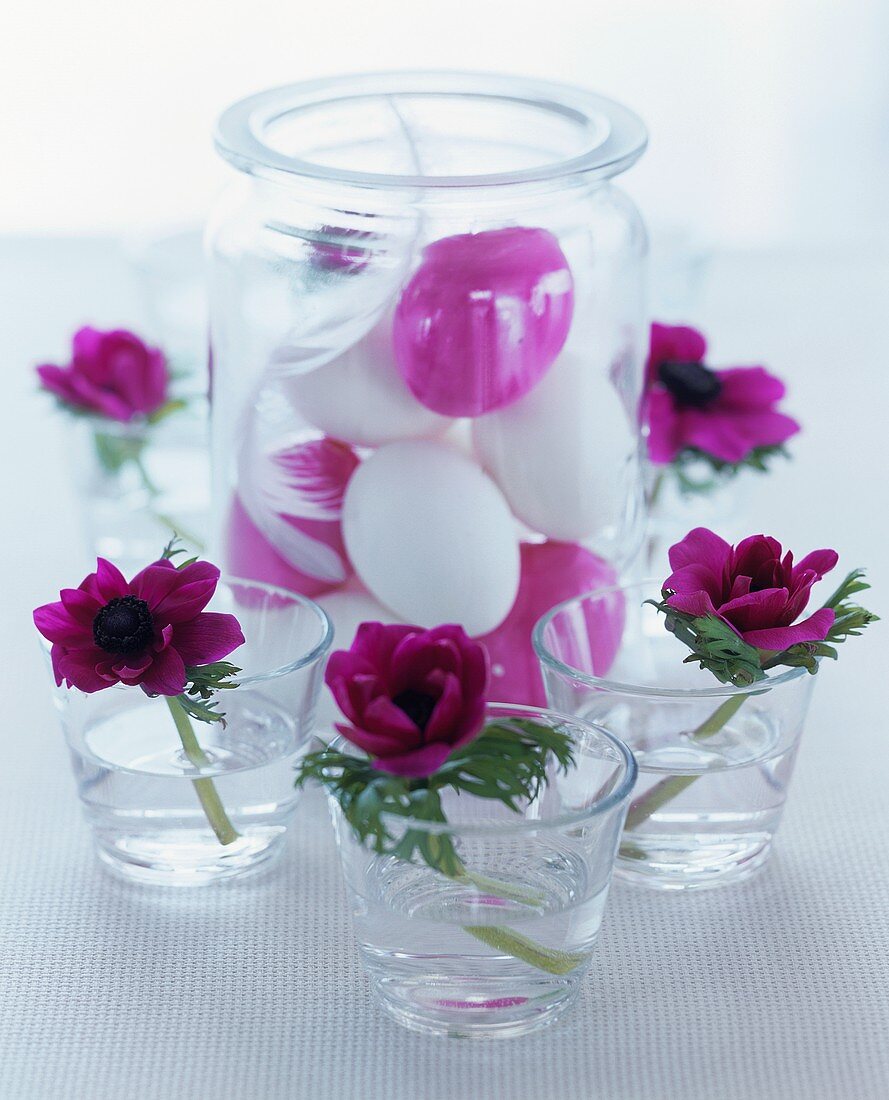 weiße und lila Eier mit Feder im Glas, rundherum Anemonen
