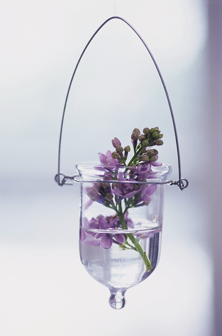 Purple lilac in hanging vase